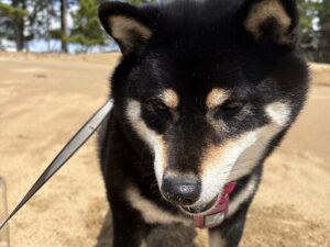 散歩中に元気な様子を黒柴まめ