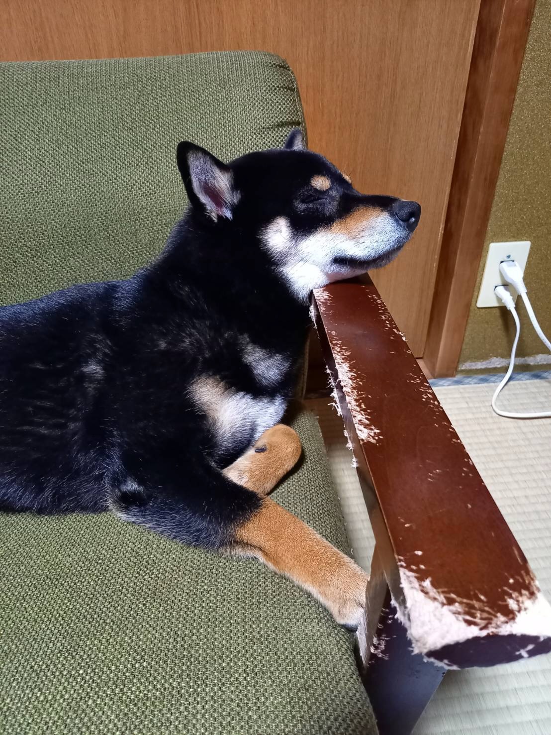 削られたソファとドヤ顔の黒柴まめ