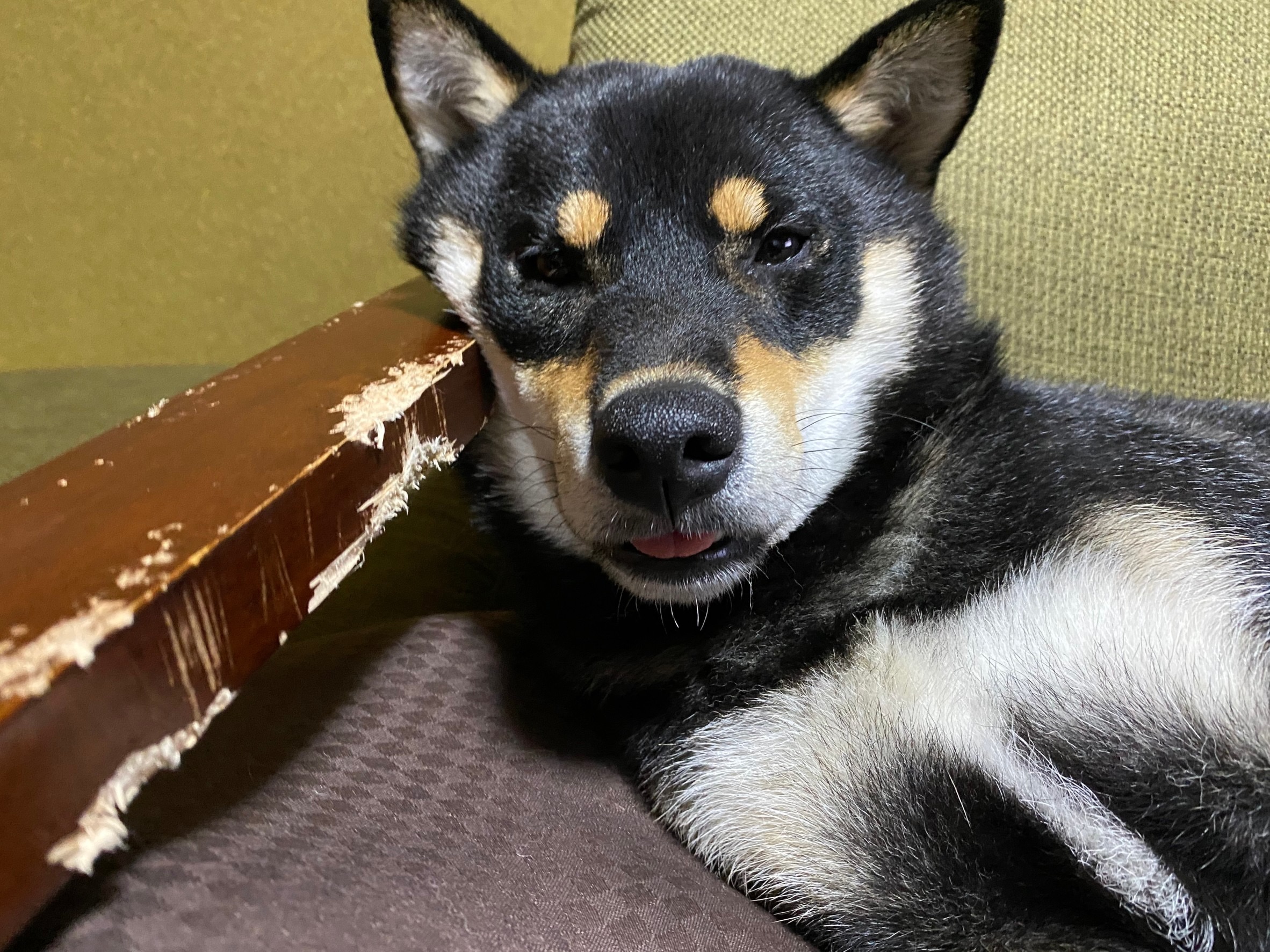 破壊されたソファのアームと、横で寝てる黒柴まめ