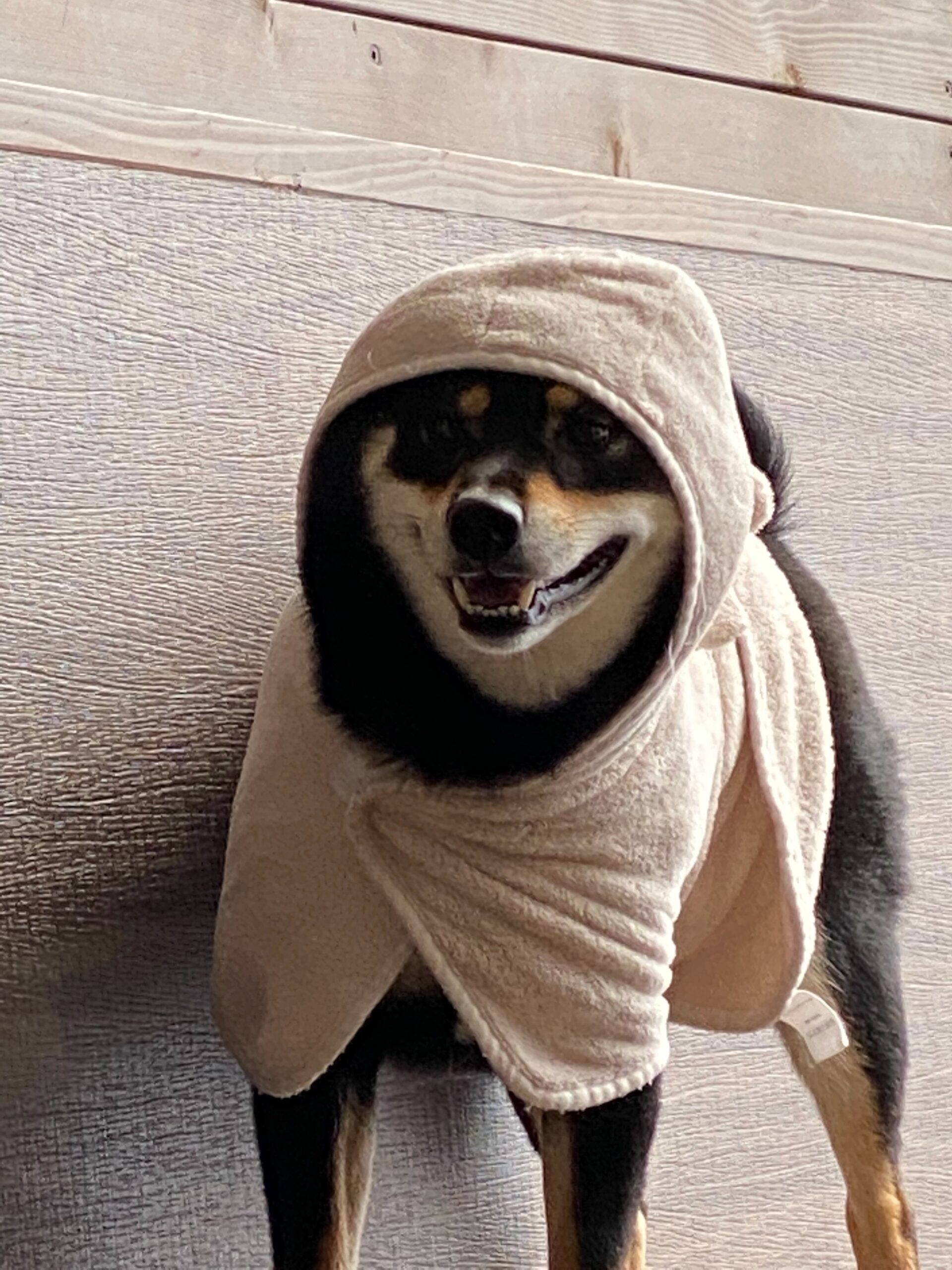 タオルをかぶせられてご満悦の黒柴まめ