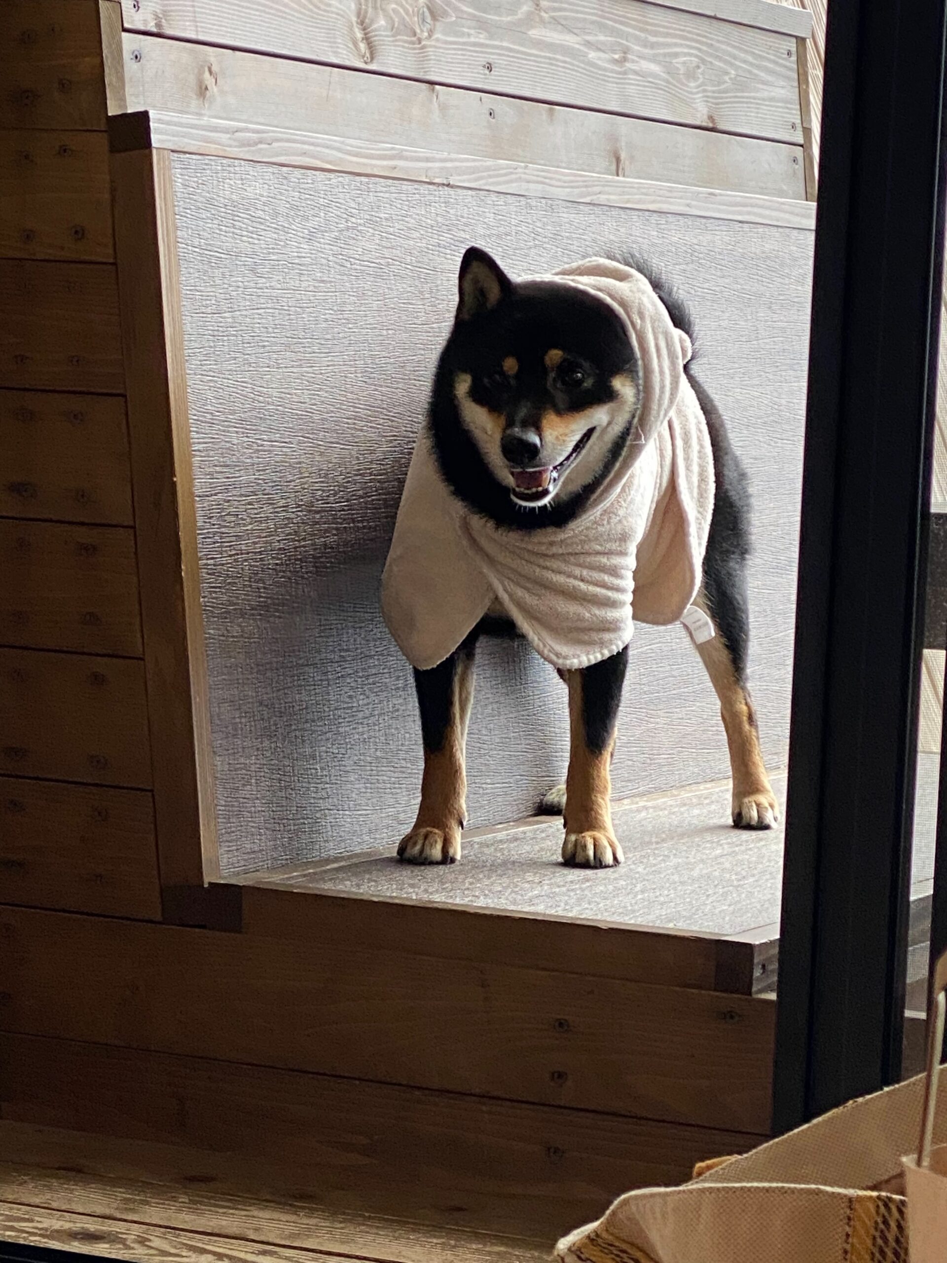 タオルにくるまれた黒柴まめ