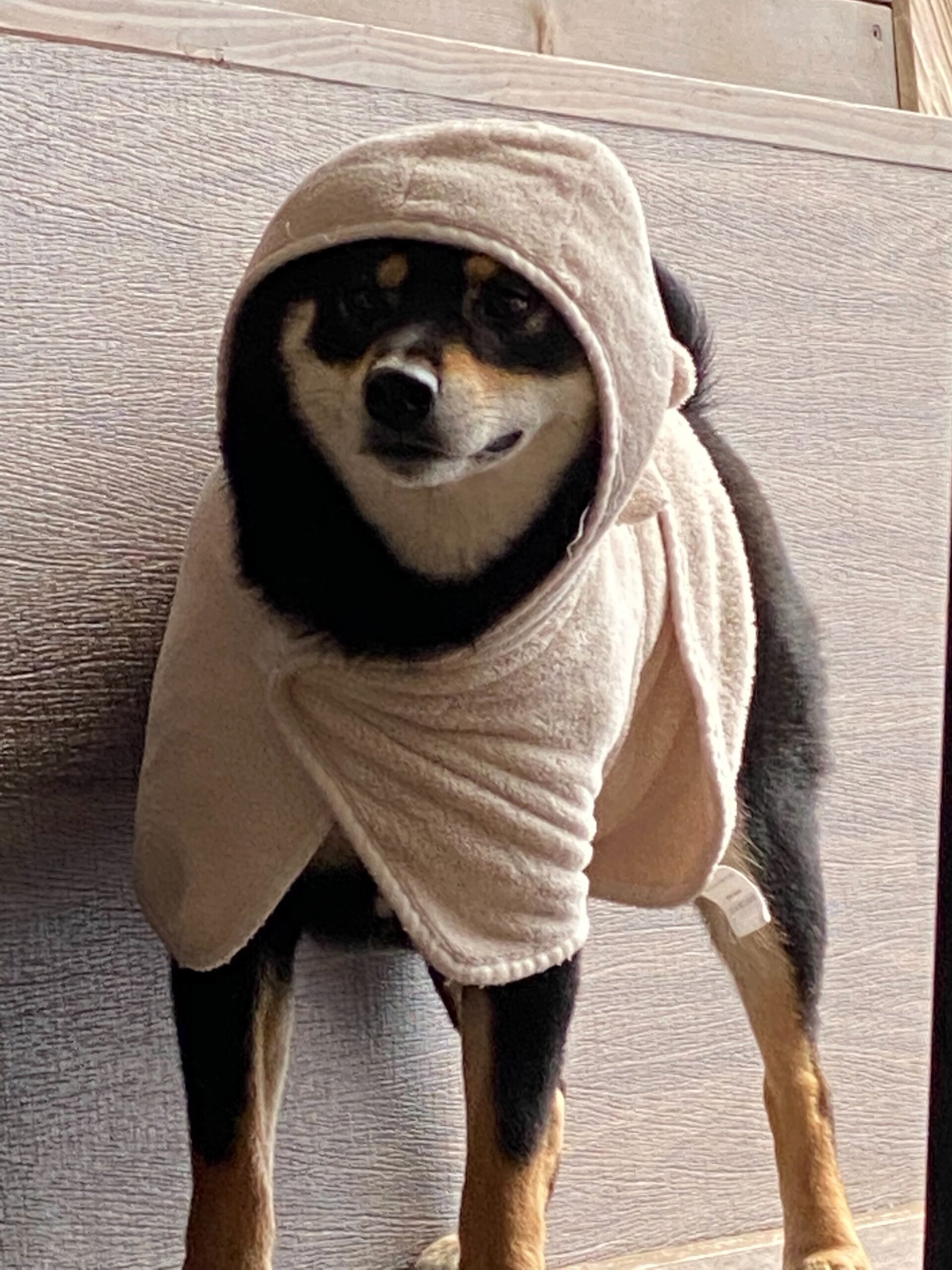 タオルをかぶった黒柴まめ・別アングル