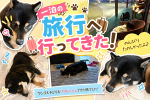 黒柴まめと家族旅行レポ｜一泊の旅行へ行ってきた