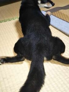 飼ってすぐの黒柴まめ 畳の上で寝そべる細い子犬
