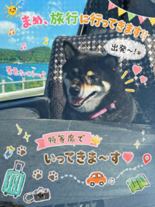 黒柴まめが車の助手席で笑顔／旅行に出発