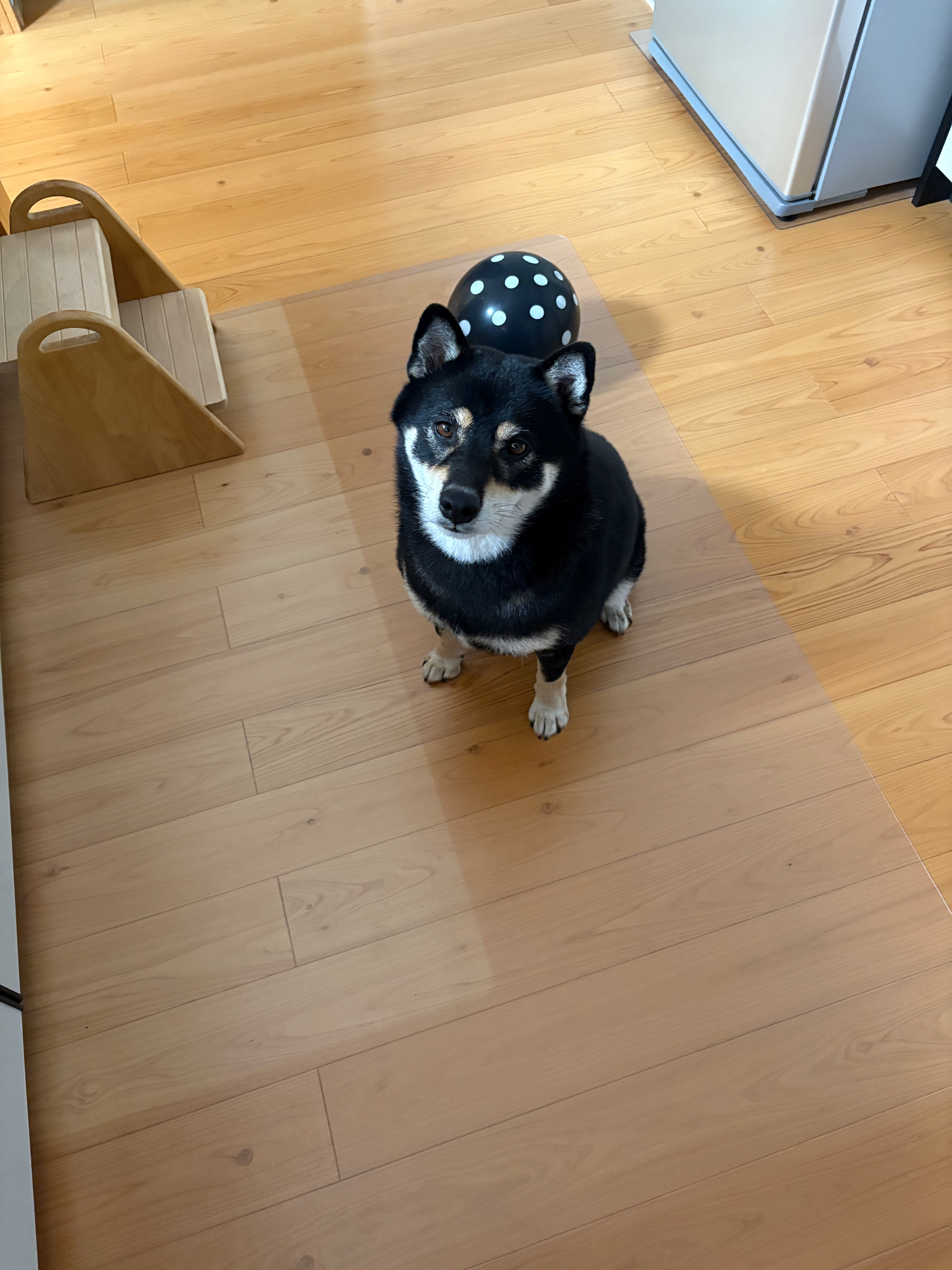 頭に風船を乗せた黒柴まめ