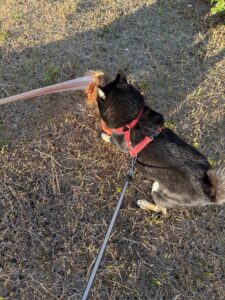 旅行中の黒柴まめ｜ハーネス着用