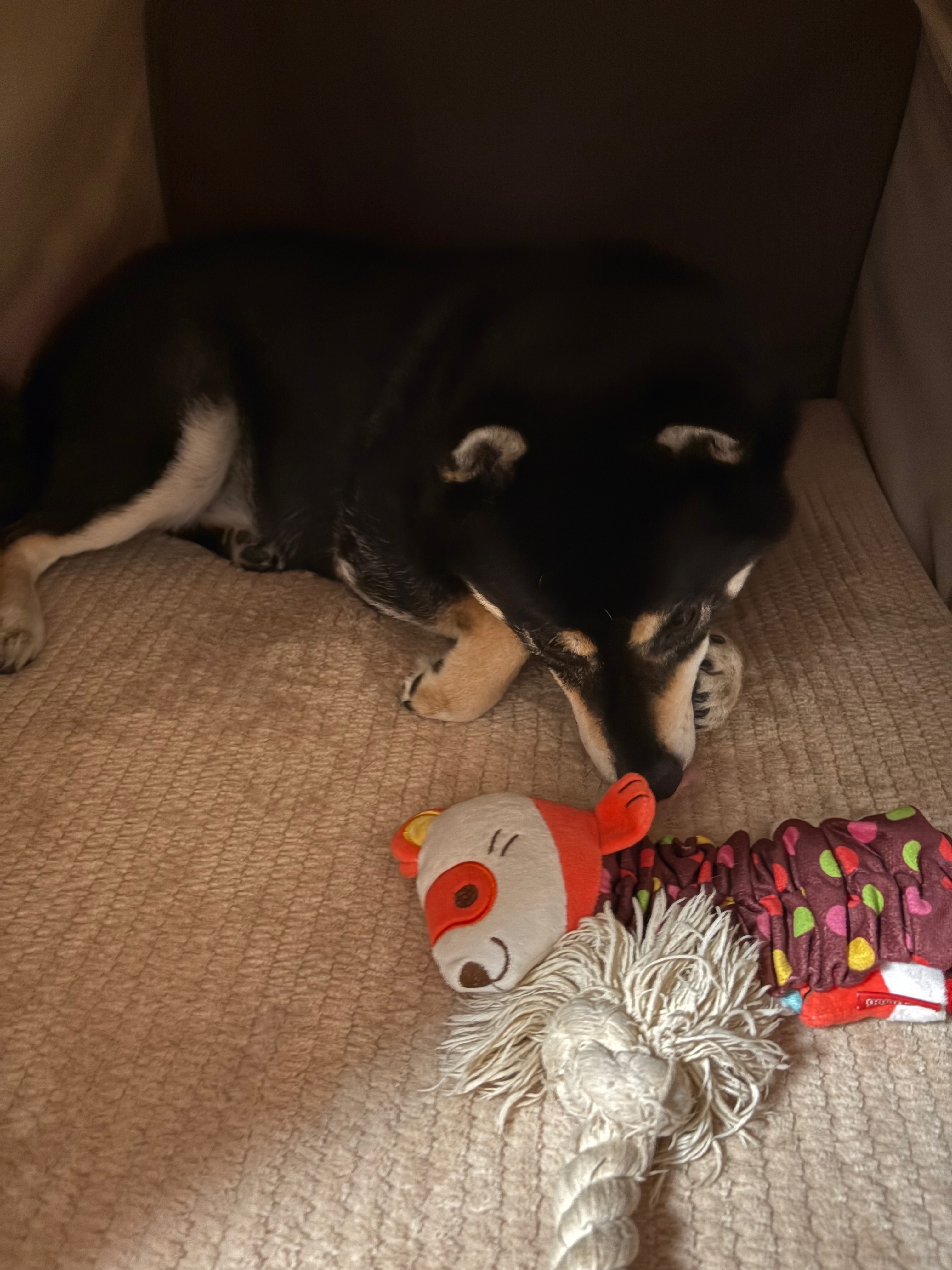 ぬいぐるみとボロボロのロープを噛む黒柴まめ