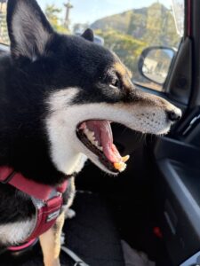 シャンプー察知してブルブルする黒柴まめ