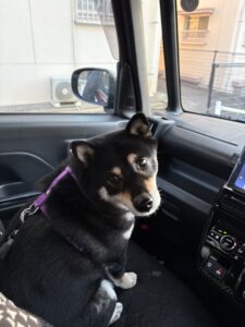 シャンプー後のオスマシ黒柴まめ