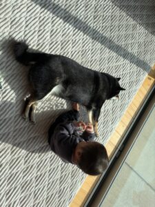 6歳になった黒柴まめと子供が日向ぼっこ