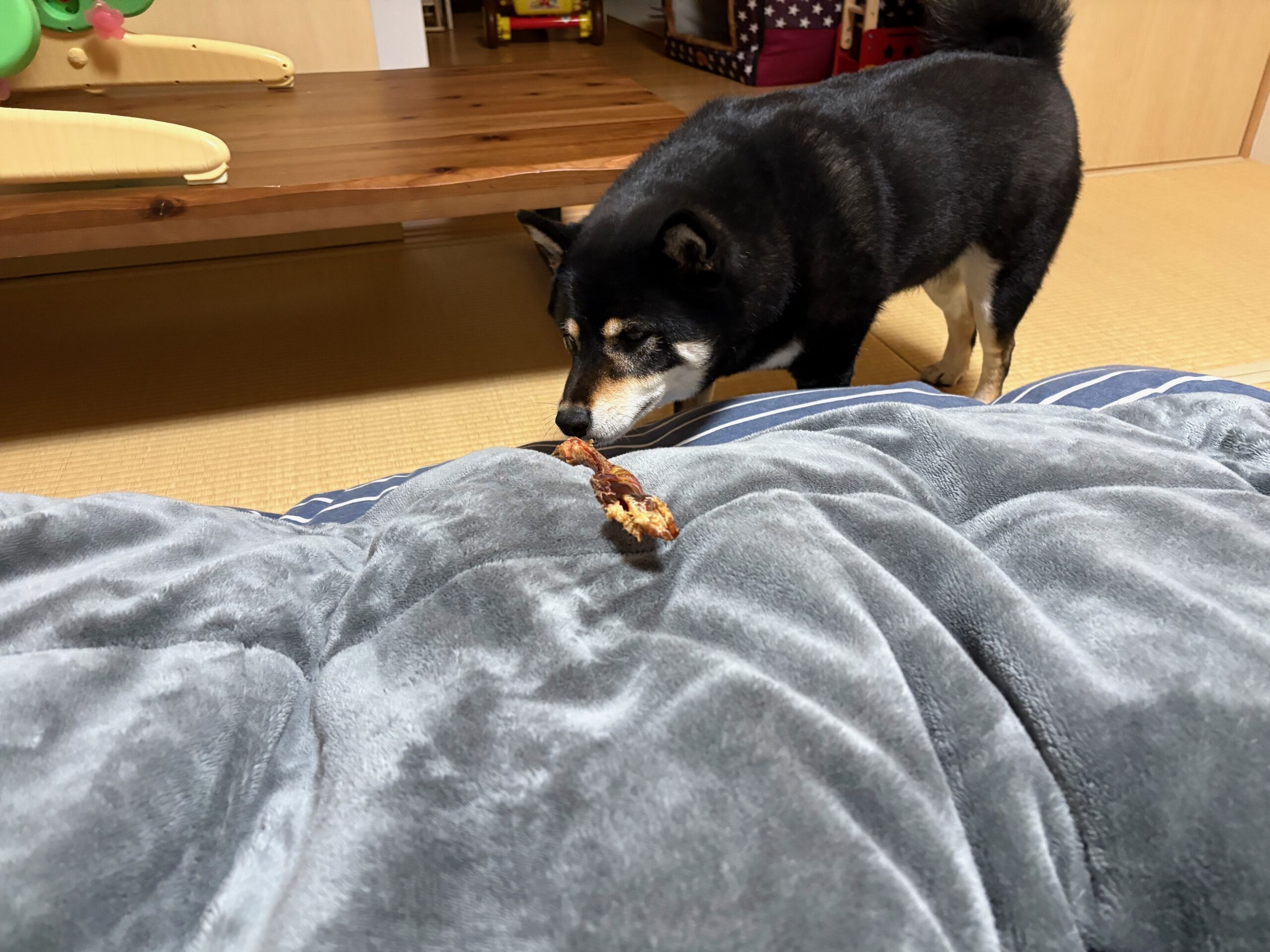 馬アキレスに近づく黒柴まめ