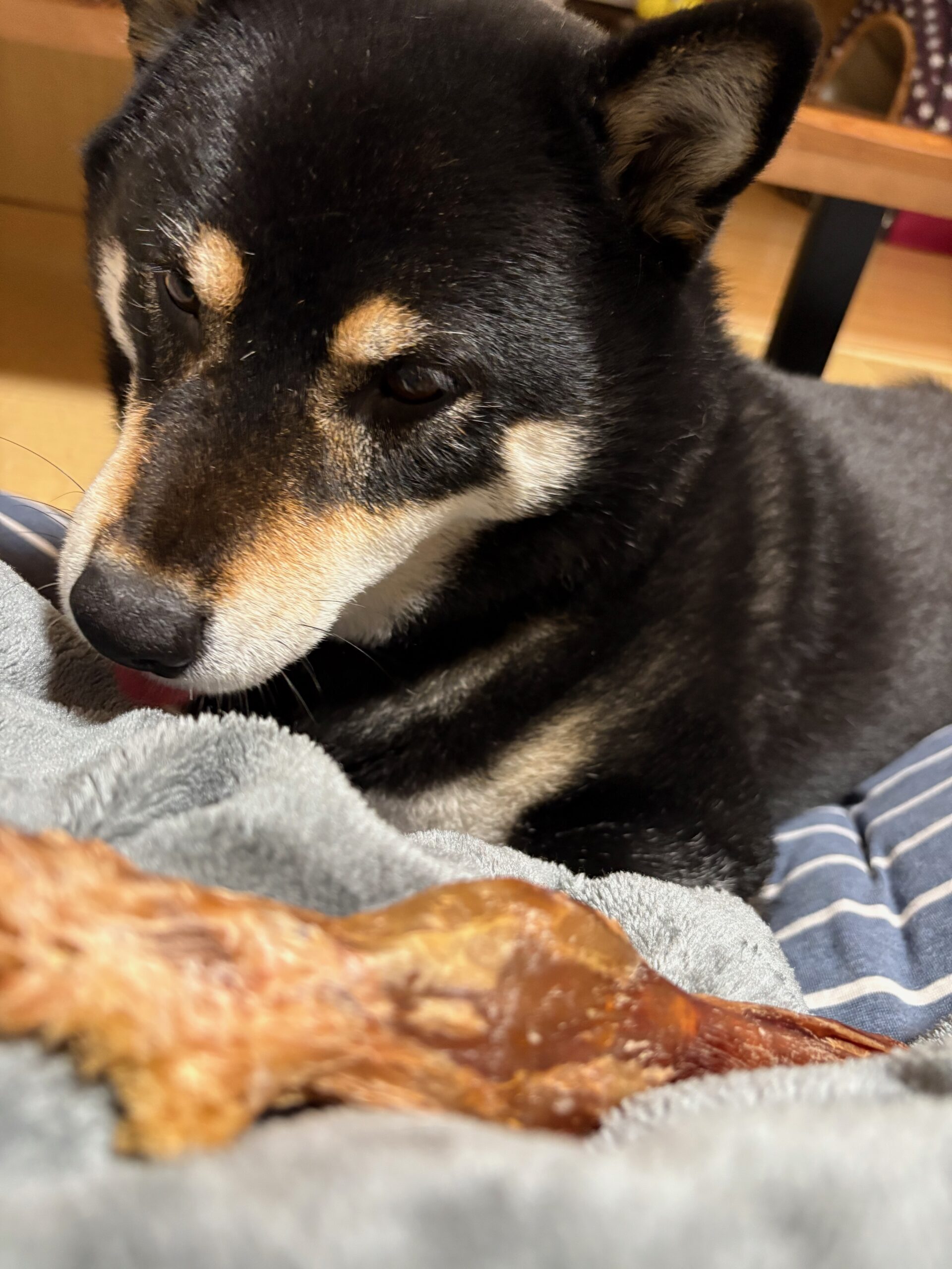 馬アキレスの前でじっと待つ黒柴まめ