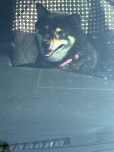 助手席に座る黒柴まめのご機嫌な笑顔