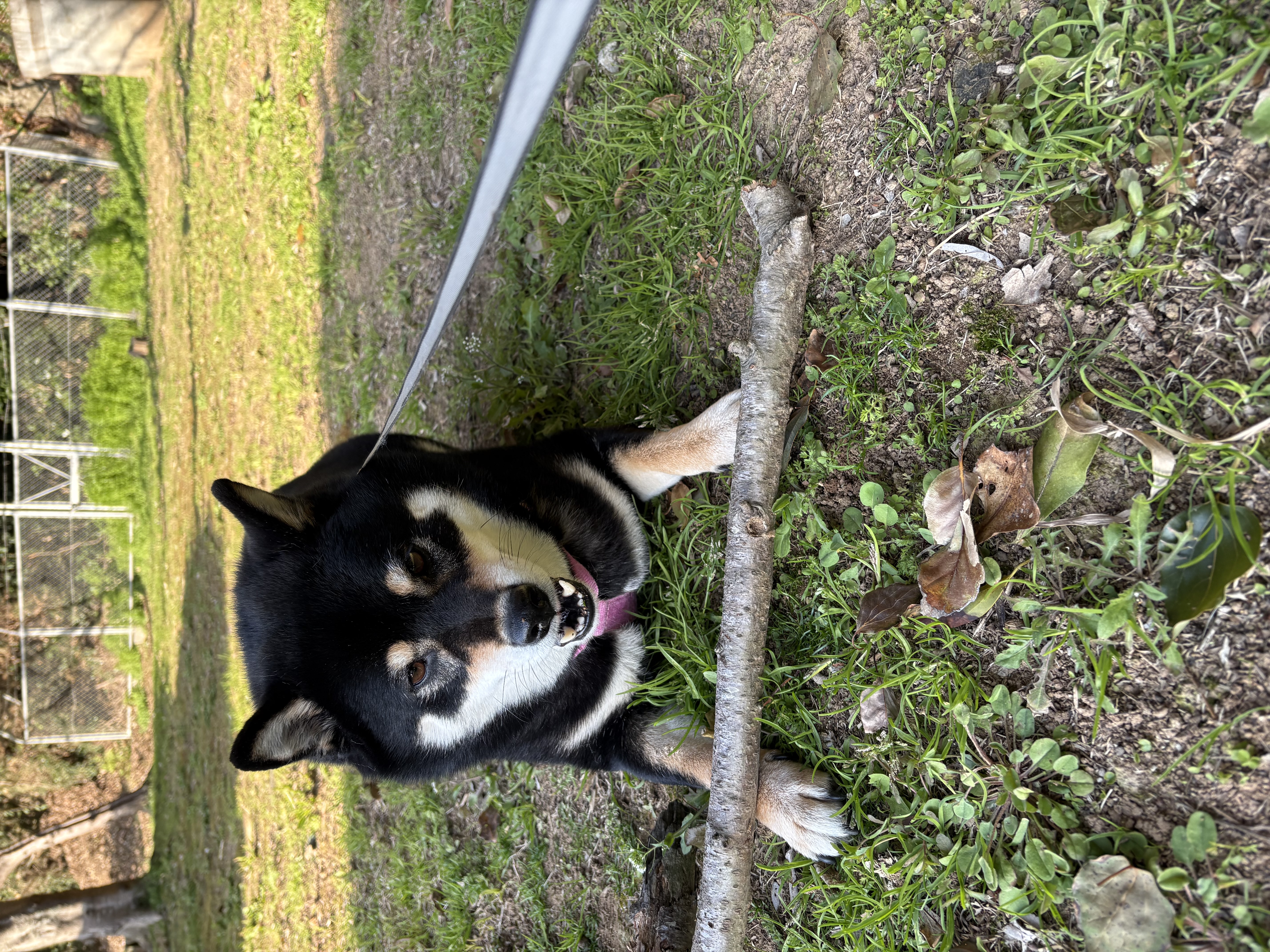 枝のそばで遠くを見つめる黒柴まめ