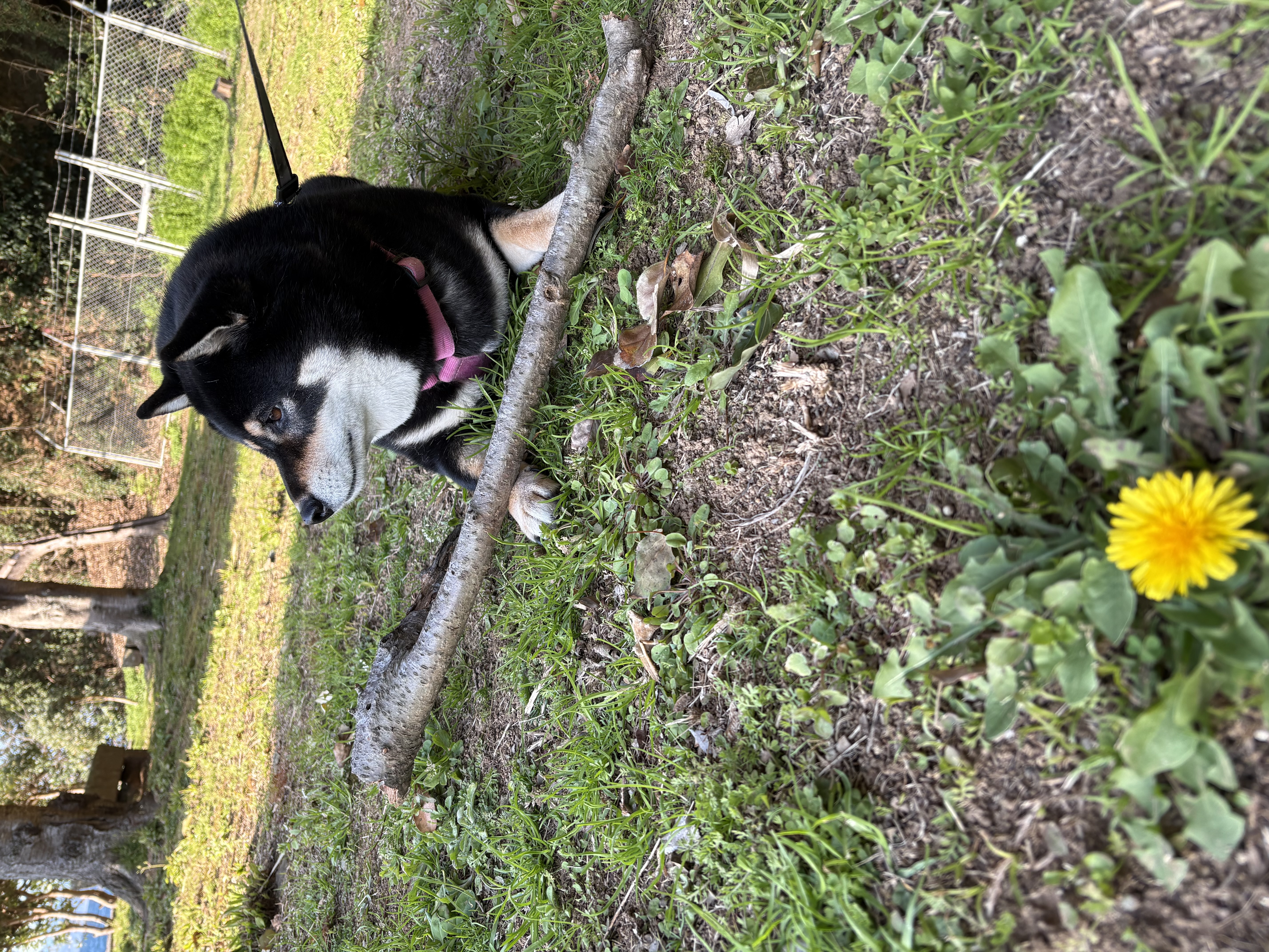 お気に入りの枝を前足で押さえる黒柴まめ