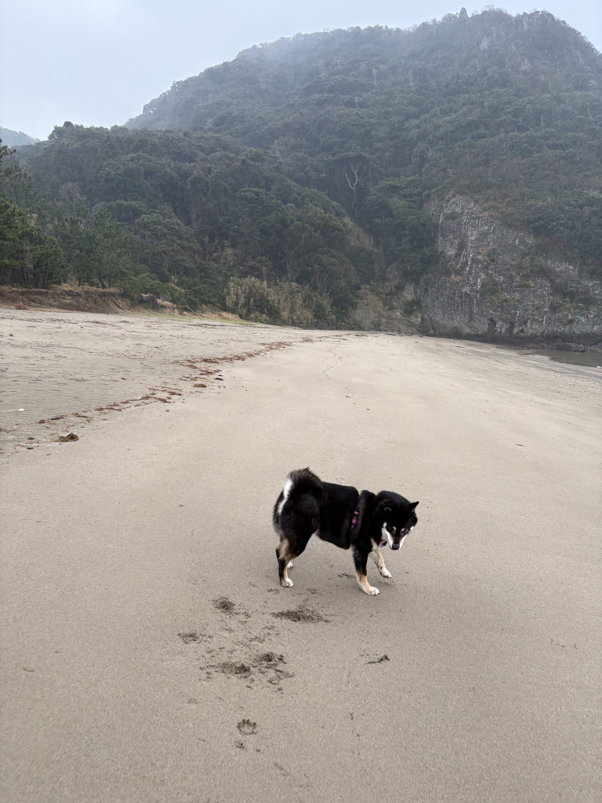 曇り空の浜辺を歩く黒柴まめ