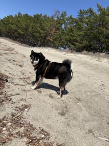 広い砂浜を自由に歩く黒柴まめと松林のある海岸