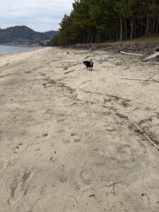 砂浜でハーネスをつけて立つ黒柴まめ