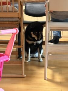 食卓の下から上目遣いで見上げる黒柴まめ