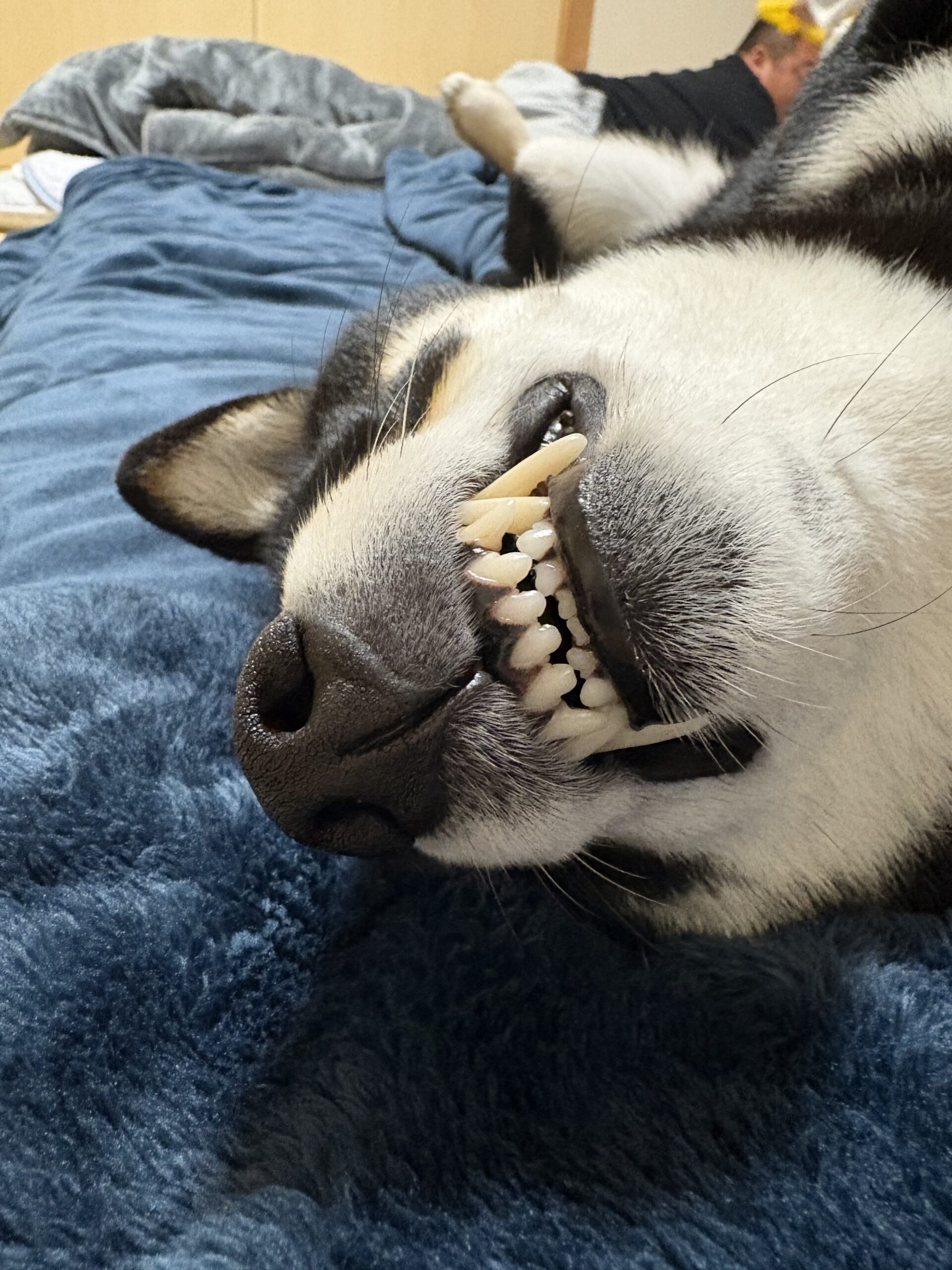 馬アキレスを噛む黒柴まめ。白くきれいな歯が見えている