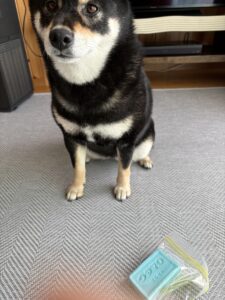 ウタマロ石鹸と黒柴まめ