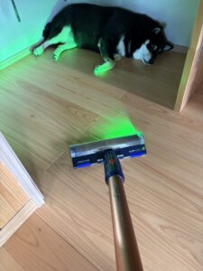 Dysonで掃除中も床でくつろぐ黒柴まめ