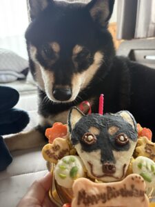 ケーキにそっぽを向くツンデレ黒柴まめ