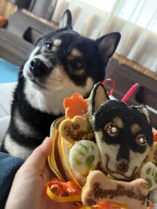 誕生日ケーキを前に迷惑そうな表情の黒柴まめ