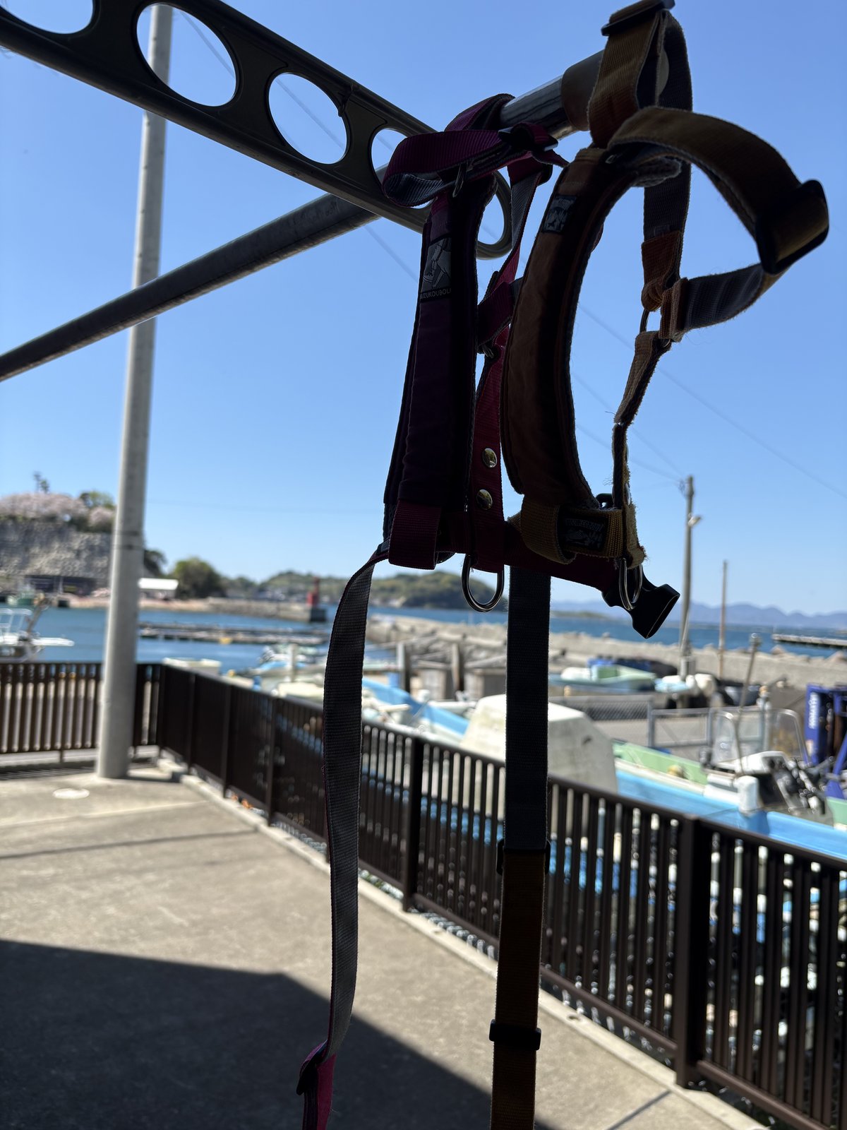 洗濯したまめのハーネスをお外で乾燥中。港の青空バックで気持ちよさそう