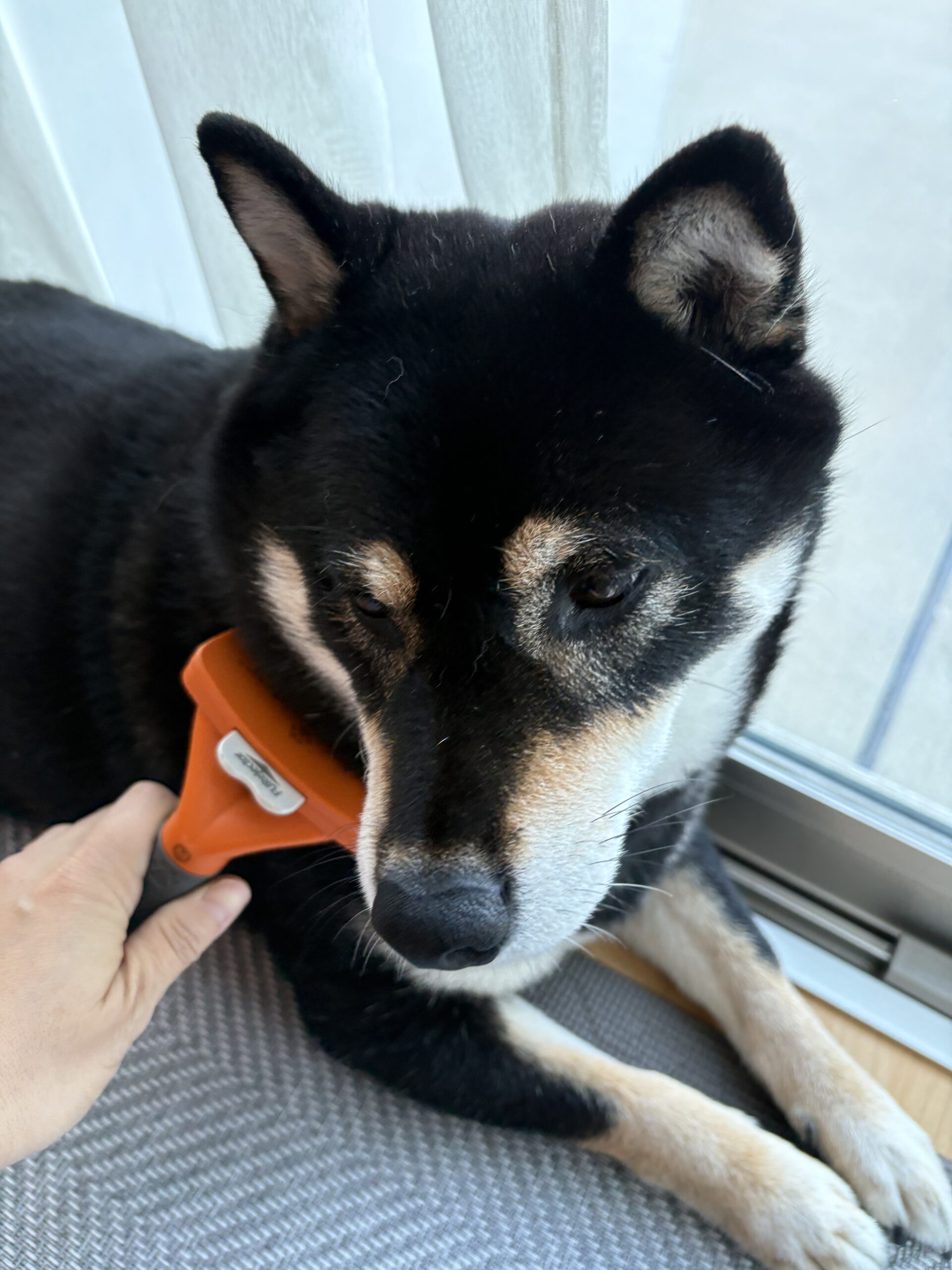 ファーミネーターでブラッシング中の黒柴まめ