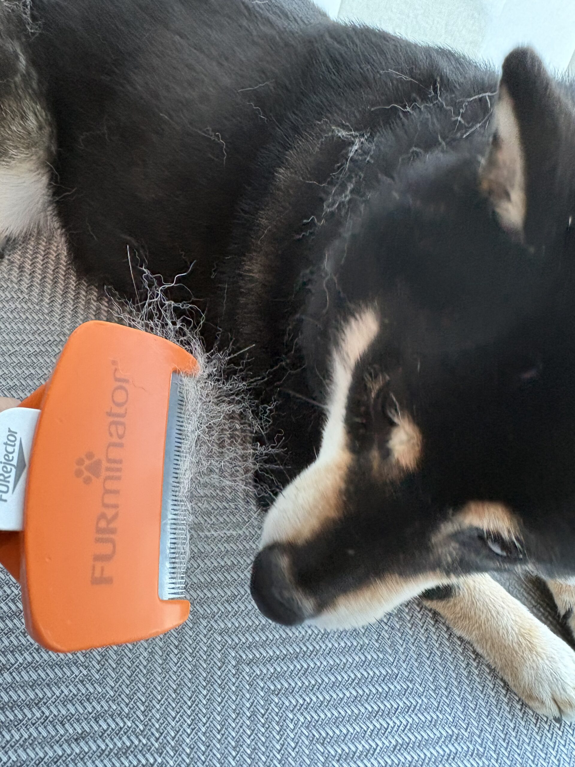 ファーミネーターで抜け毛がごっそり取れる黒柴まめ