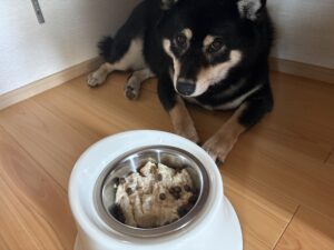 ドッグフードを見つめる黒柴まめ