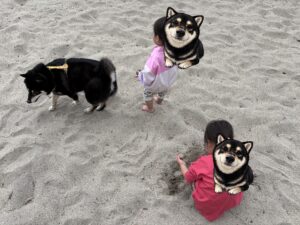 砂浜で遊ぶ黒柴まめと子供たち
