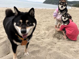 海でカメラに笑顔を向ける黒柴まめのドアップ