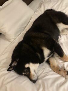 玄関で外を見る黒柴まめ｜旅行前のまめ