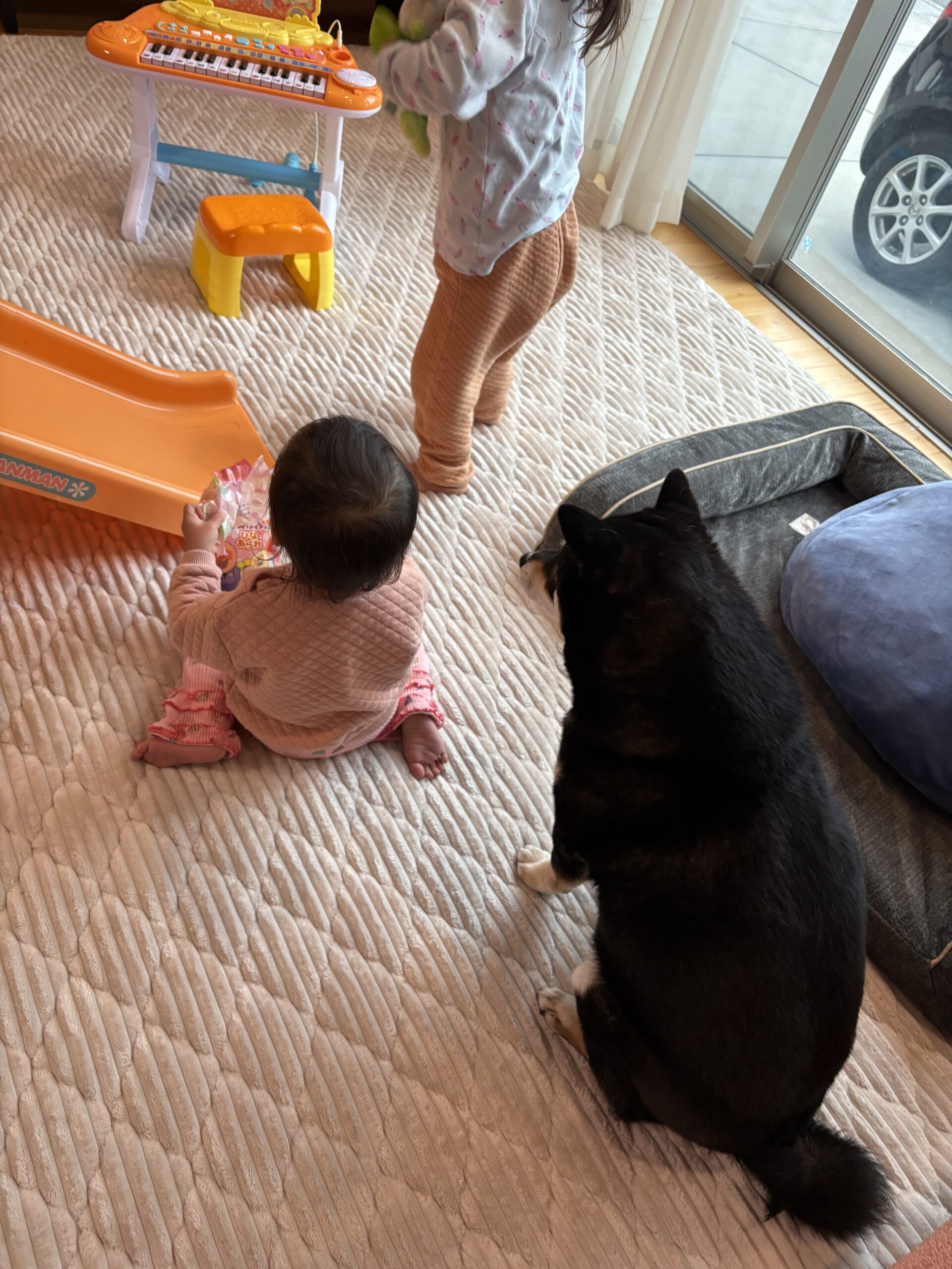 赤ちゃんと黒柴まめ（6歳）