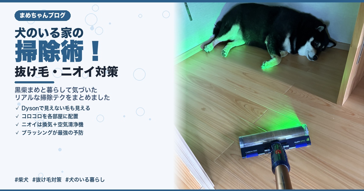 掃除機をかけても動じない黒柴まめとDysonのグリーンレーザー IMG_4754.JPG（1枚目）