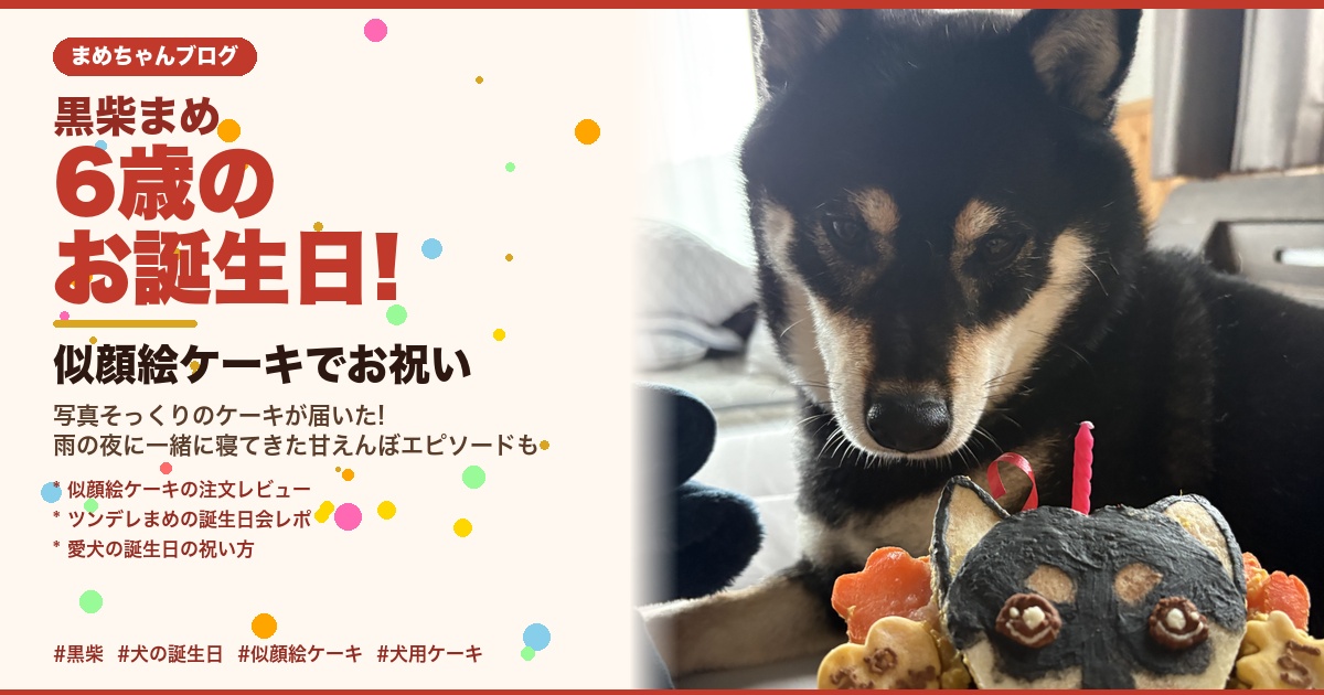 誕生日ケーキを前に迷惑そうな表情の黒柴まめ