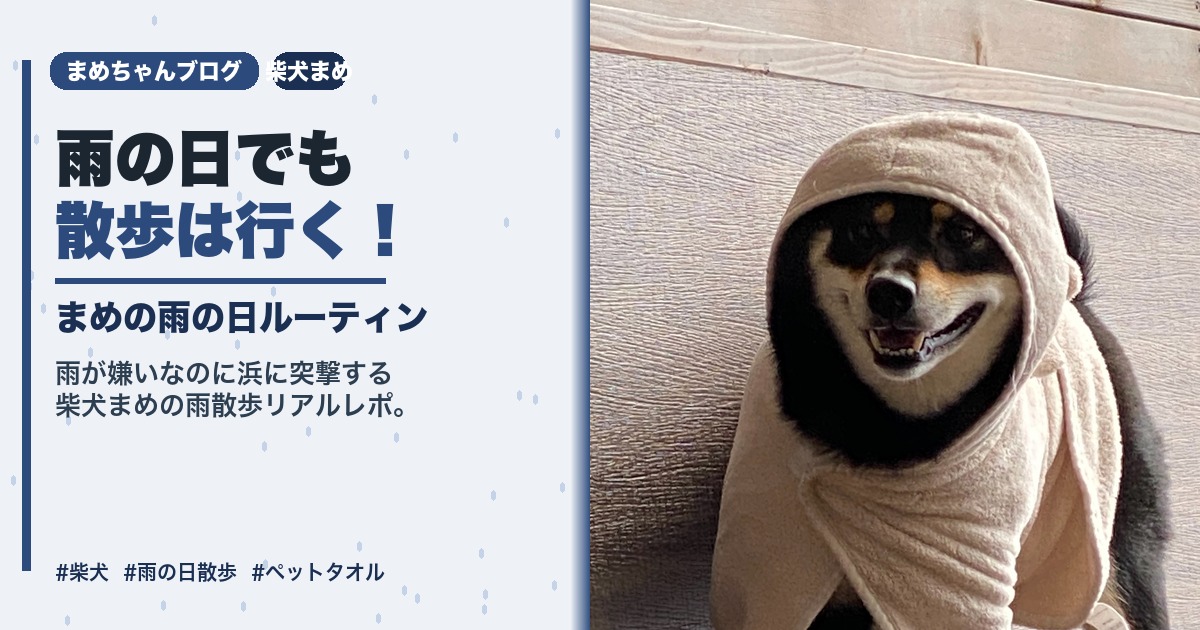 アイキャッチ：雨の日でも散歩は行く！まめの雨の日ルーティン