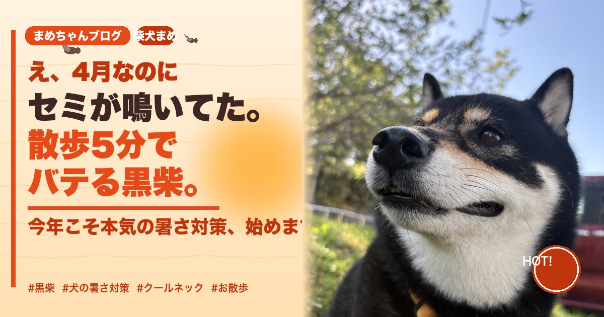 4月なのにセミが鳴いてた…散歩5分でバテる黒柴まめ