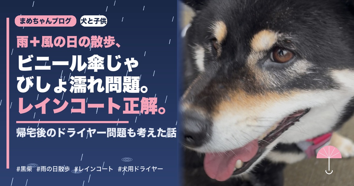 雨の日の犬の散歩どうしてる？ビニール傘で失敗した我が家のリアル