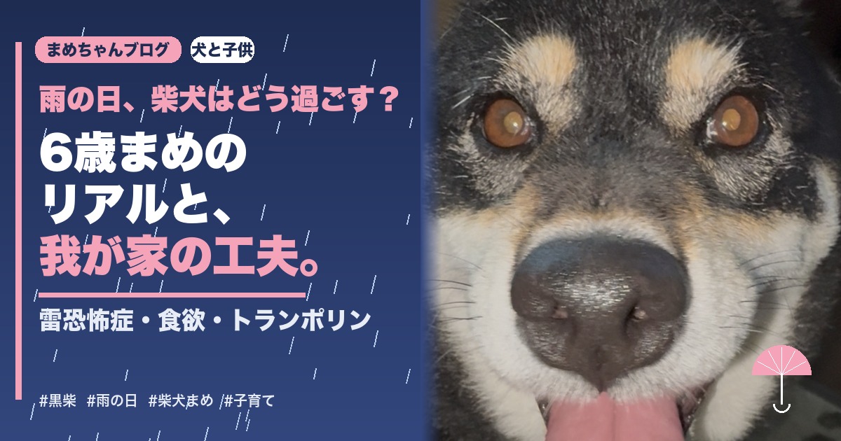 雨の日の柴犬まめ（6歳黒柴）