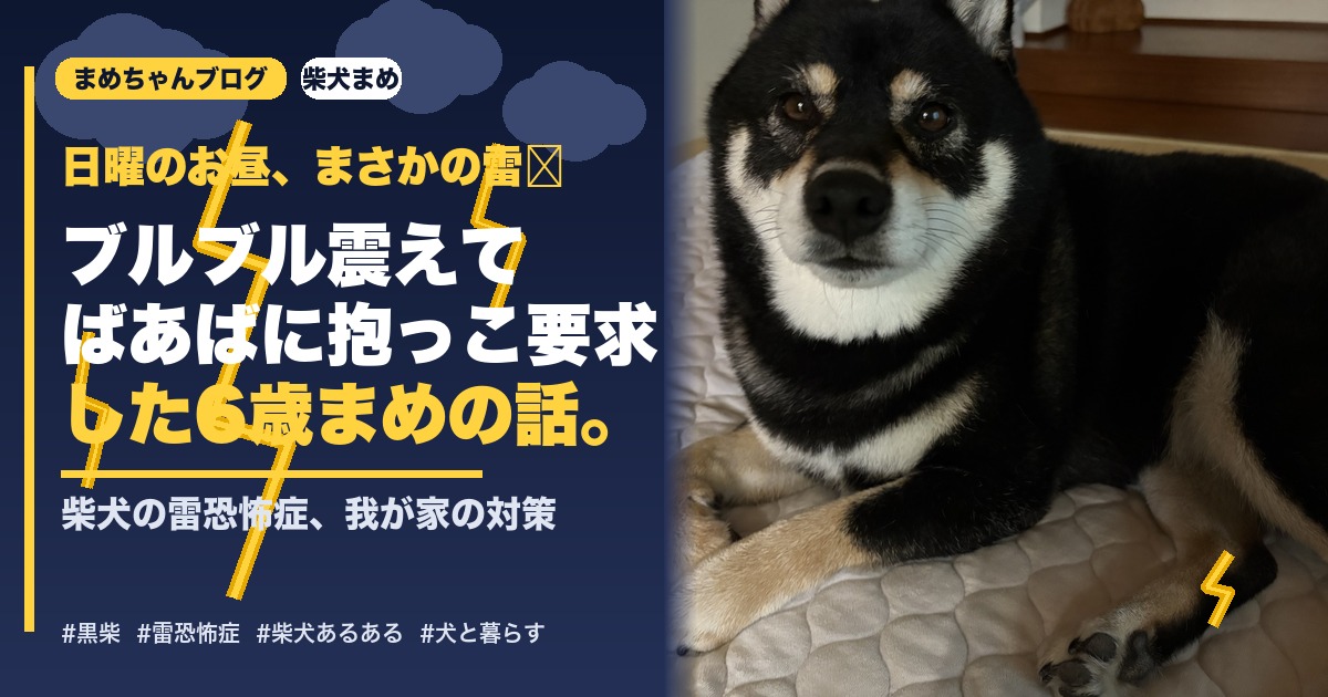柴犬まめが雷で抱っこを要求した話のアイキャッチ画像