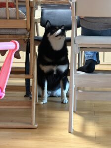 高さ調整できる子ども用ダイニングチェア