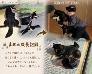 黒柴まめの成長記録 飼ってすぐと現在6歳16キロのビフォーアフター