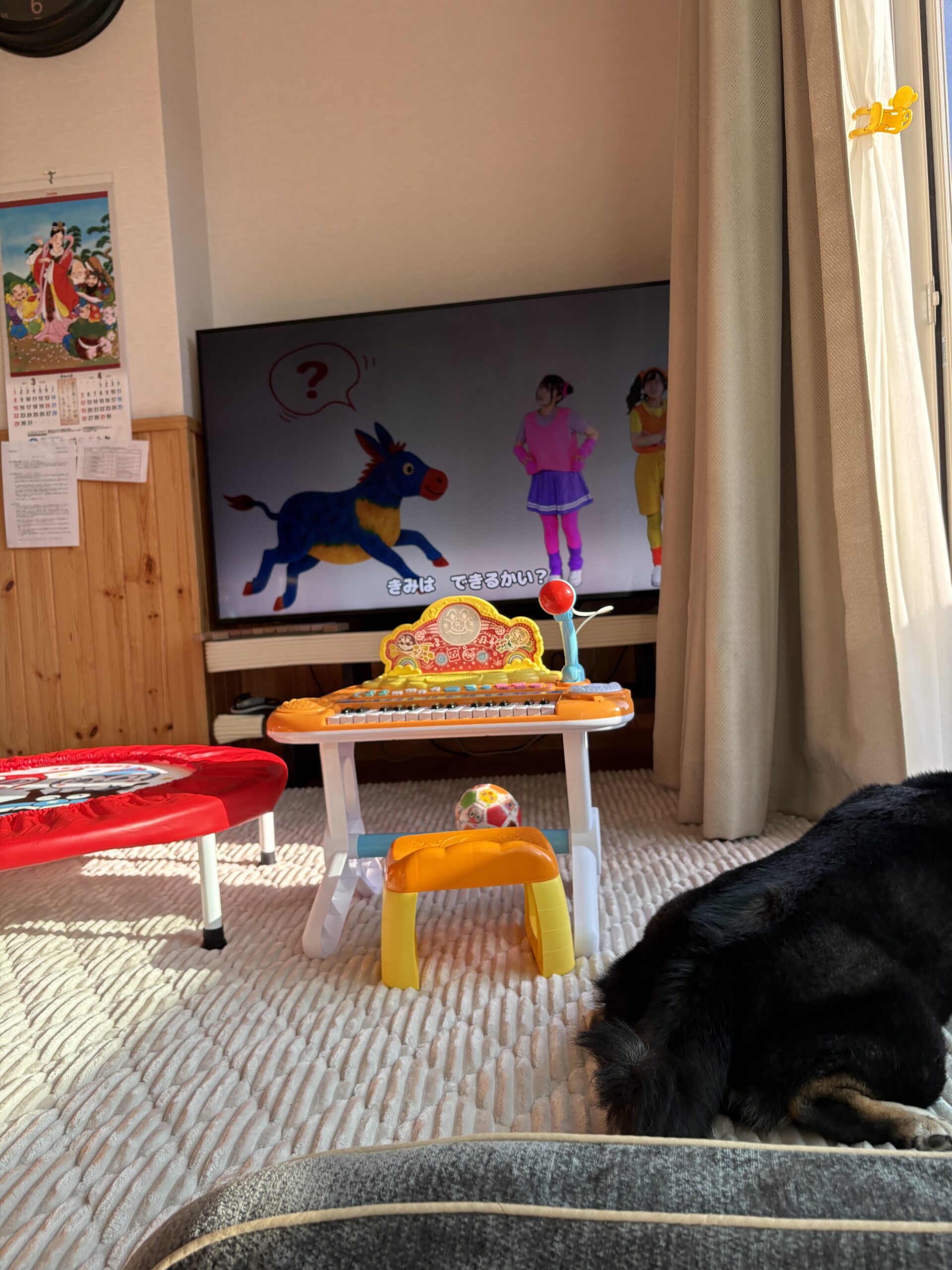 リビングのアンパンマントランポリンと黒柴まめ