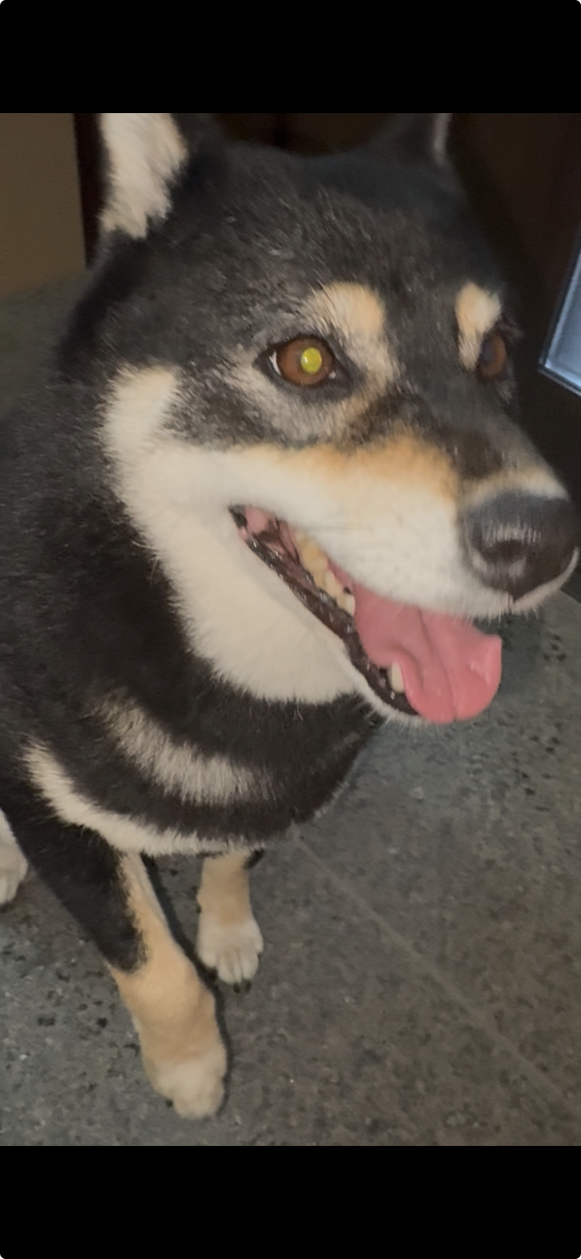 雷でパンティングする黒柴まめ（6歳）