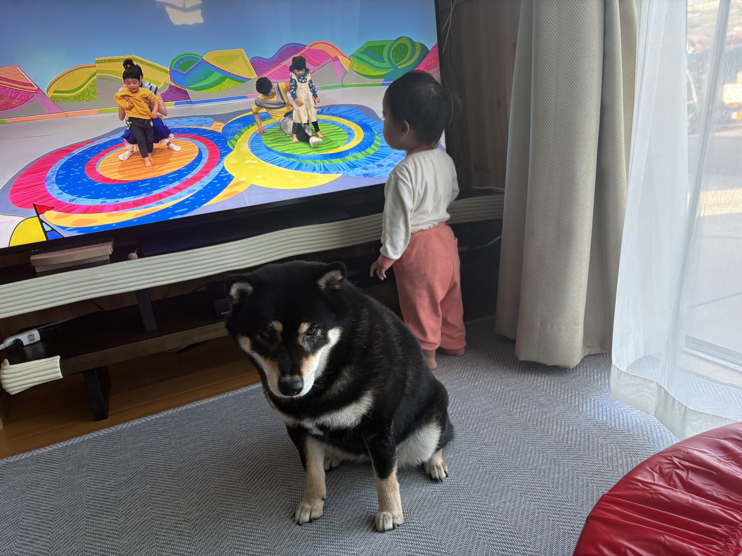 雨の日のリビングで座る黒柴まめ（6歳）