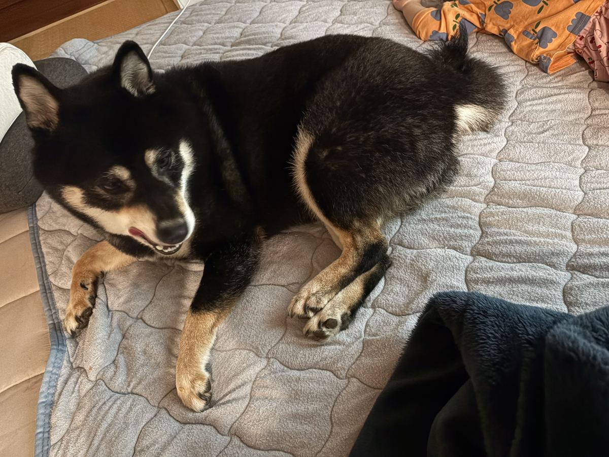 キングサイズの洗える敷きパッドの上でくつろぐ黒柴まめ